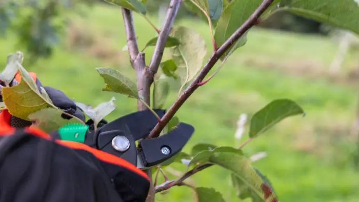 Émondage d'arbres à Castres