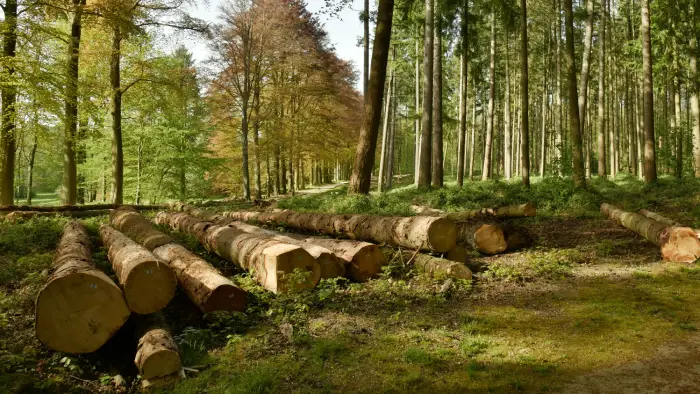 Abattage arbres à Albi